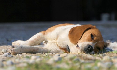 Why Does Your Dog Bark in its Sleep?