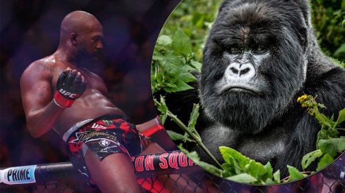 Will 100 men beat 1 gorilla? Here's what Jon Jones had to say