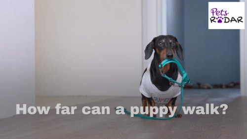 How Far Can A Puppy Walk? | PetsRadar