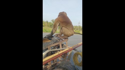 Thailand: Coconut collecting monkeys ride on the back of motorcycle