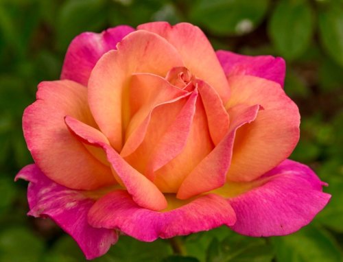 Top 10 Best Roses for Gardeners to Grow