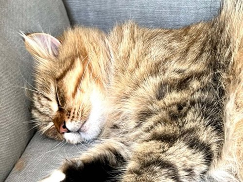 Why Does Your Cat Sleep All Day? 