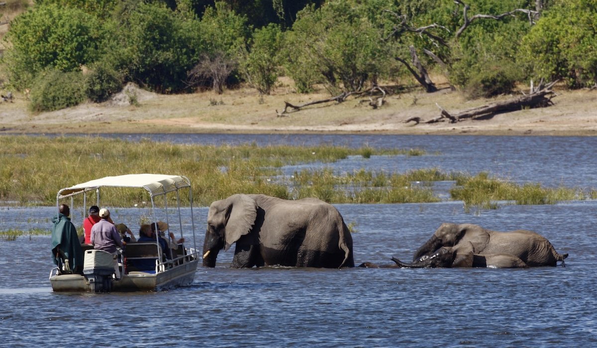 This video proves that when an elephant gives a warning to move, you better move