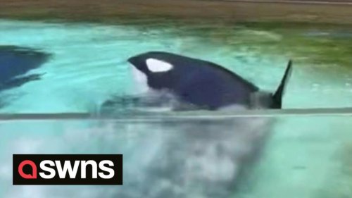 Harrowing footage shows 'world's loneliest orca' circling its tank and thrashing water after surviving friends and kids