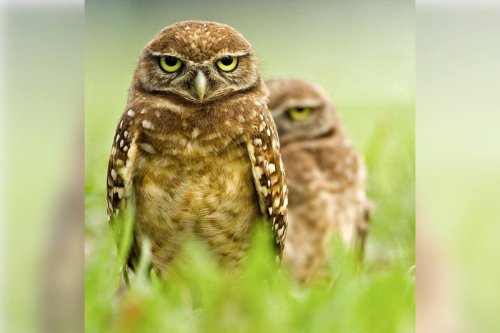 Dare you not to smile at these photos of extremely grumpy owls