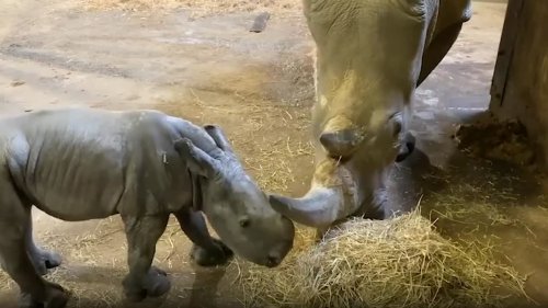 Watch adorable "threatened" white rhino baby zoom around zoo enclosure at 10 days old