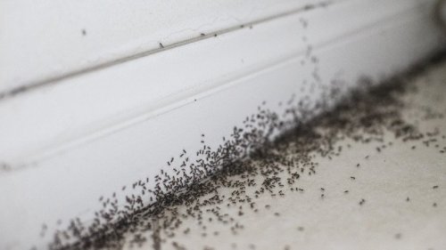 The Plant Mistake That's Secretly Attracting Ants Into Your Home