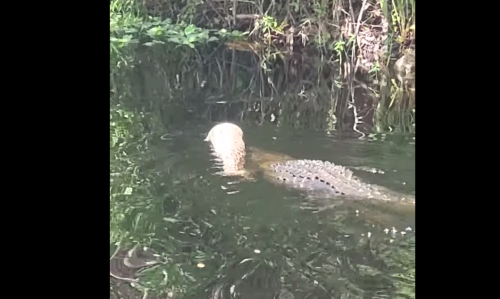 Watch an alligator swim away with a giant dead python