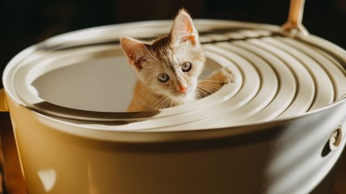 Vet shares seven delicious foods kittens can eat besides cat food 