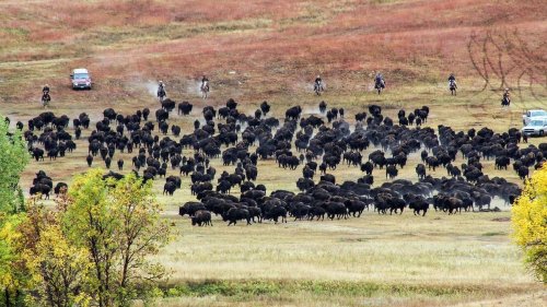 Buffalo Roundup Evokes Images of the Wild West