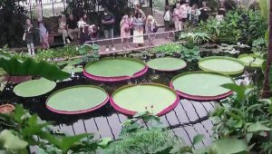Must See! Photographer Captures Timelapse of the World’s Largest Lily Pad Growing BIG