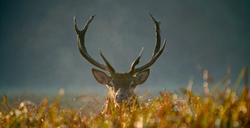 A Wisconsin hunter finds out what happens when you kill 150 deer in two years