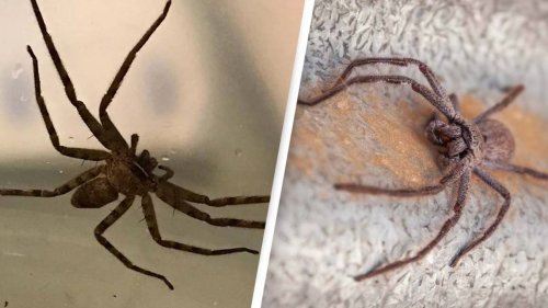 World's Biggest Spider Discovered In The UK
