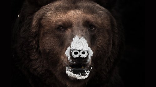 People Are Losing Their Minds Over 'Cocaine Bear'