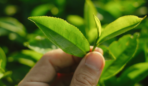TEA LEAVES FOR GARDENING: HOW TO USE AND WHY