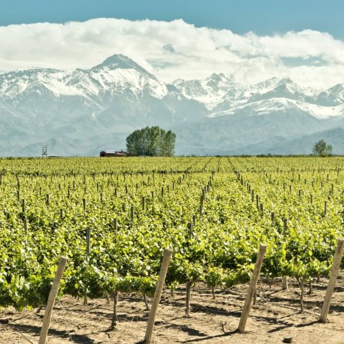 Sip, Savor, and Sightsee: These Wine Regions Are the Perfect Destination for You
