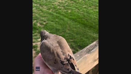 'So Cute!' Wild Dove Bathes in Woman's Hand in Disney-like Moment