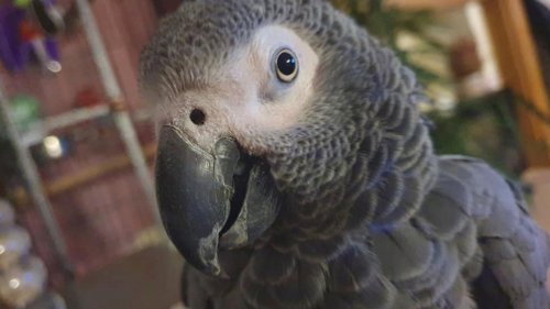 Dark-Humoured Parrot Relentlessly Mocks Man With Irreversible Lung Condition and Persistent Cough
