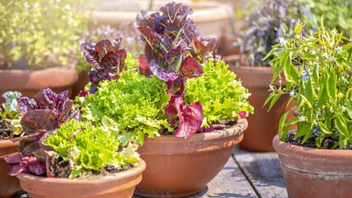 Growing vegetables in pots and containers