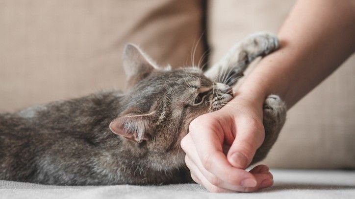   Why does my cat get aggressive at night? Vet reveals the answer and what to do