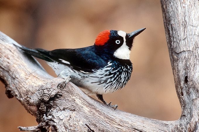 Why Do Birds Peck At Windows Flipboard Why do birds peck at windows flipboard