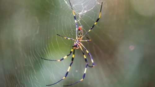 Plants that'll help deter spiders
