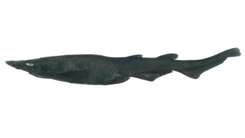This is The Demon Shark That Marine Biologists Have Been Trying to Track Down for 40 Years
