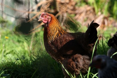 Startup Says 'Smart' Chicken Coops Could Promote Backyard Farming