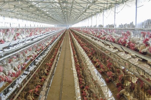 The Business of Killing Birds in Response to Avian Flu—A Growing Ethical Concern