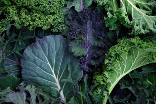 Study: Bacteria Grow Worst on These Leafy Greens