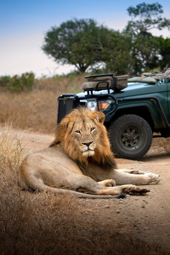 Dreaming of An African Safari Adventure