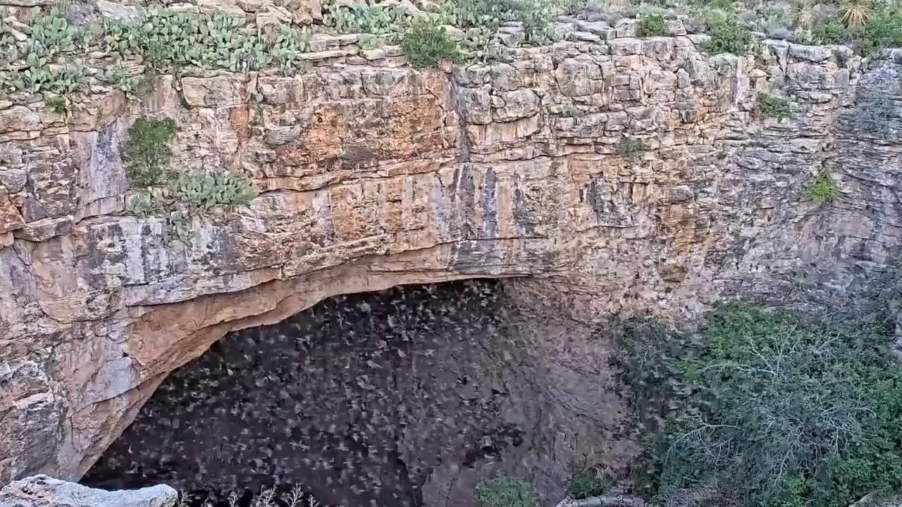 US: Thousands Of Bats Pour From Carlsbad Caverns In Dense 15 Minute Flight.