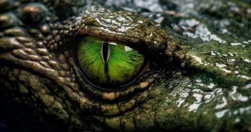 Crocodile vs. alligator: Watch this wild everglades battle settle the debate
