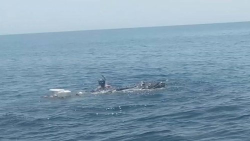 Man Risks Life To Save Whale Caught In Netting
