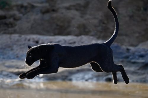 Photographers just caught this incredibly rare animal; you gotta see the photos