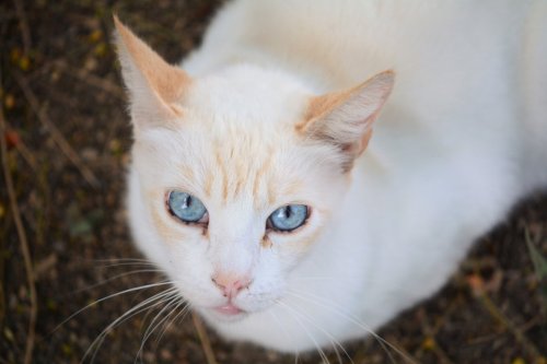 Why Does Everyone Want a Flame Point Siamese Cat? 