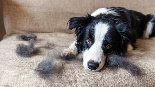 8 Ways To Get Rid Of Pet Hair In Your Home