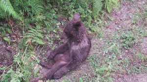 This Bear Ate the Wrong Honey and Became Intoxicated