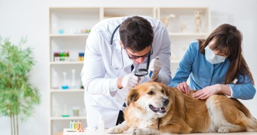 The most common hiding spots for ticks on your dogs