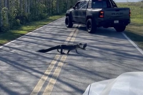 Watch an alligator cross the road with a large, very hard snack in its mouth