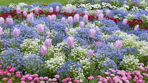 Stunning blue flowers to add to your garden 