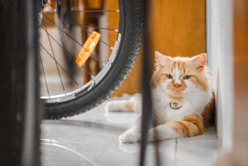 Thai police “arrest” Cat stealing fish from parked motorcycle
