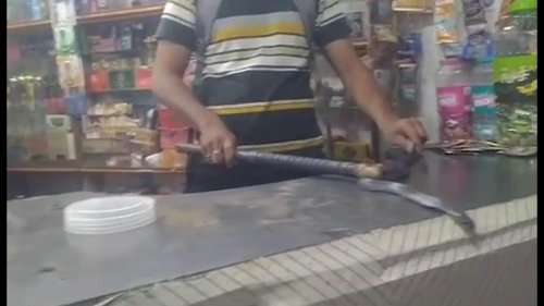 Cobra Caught From Tobacco Shop in Makroniya, India