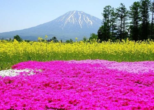 Experience Hokkaido In Full Bloom