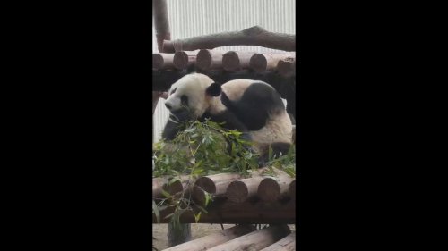 Pandas hugging and cuddling in Bijie, China