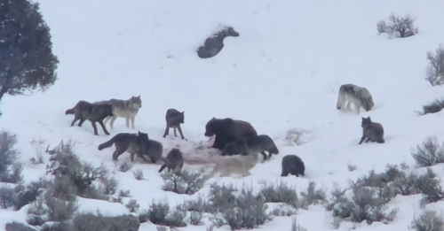 Watch a grizzly bear fight off an entire wolf pack after stealing a kill 