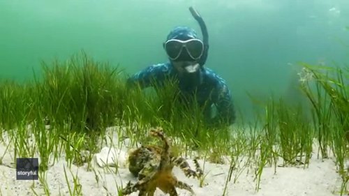 Diver Takes Selfie With One of Ocean's Deadliest Creatures