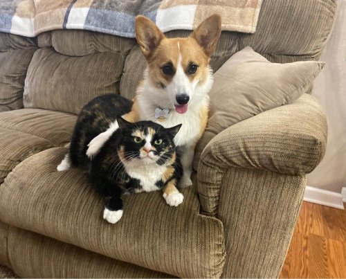Pet Photos That Are As Funny As They Are Pure