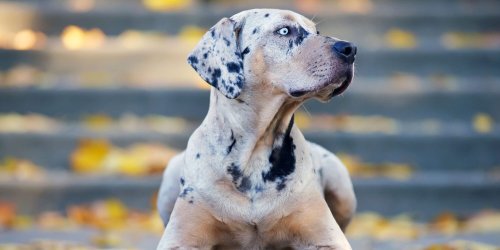 16 of the Coolest Dog Breeds That Are Sure to Turn Heads