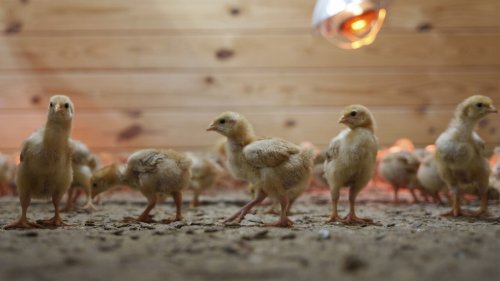 Shipment of thousands of chicks found abandoned in USPS truck now overwhelming an animal shelter